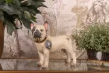 Hondenbeeld Franse bulldog - bruin - 32 cm